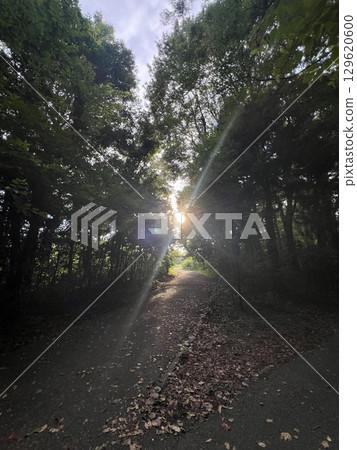 sunset in the forest sunset in the forest 129620600