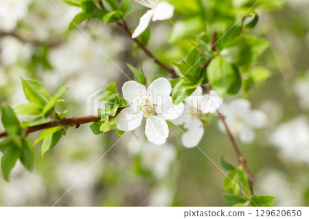 Spring blossom background. Beautiful nature scene with blooming. Spring flowers in orchard. Abstract blurred background. 129620650