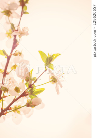 Apricot branch with white flowers. Beautiful nature scene with blooming. Flowering trees in spring. Spring blossom background. 129620657