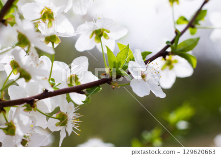 Spring blossom background. Beautiful nature scene with blooming. Spring flowers in orchard. Abstract blurred background. Spring blossom background. Beautiful nature scene with blooming. Spring flowers in orchard. Abstract blurred background. 129620663
