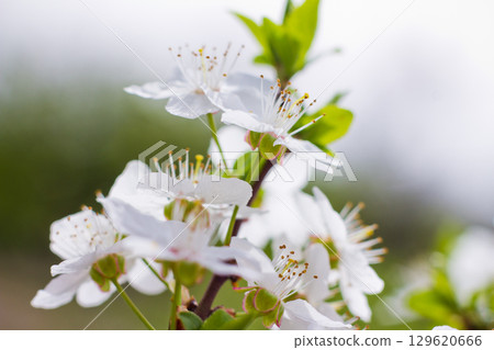 Spring blossom background. Beautiful nature scene with blooming. Spring flowers in orchard. Abstract blurred background. Spring blossom background. Beautiful nature scene with blooming. Spring flowers in orchard. Abstract blurred background. 129620666