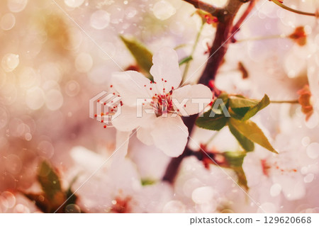 Apricot branch with white flowers. Beautiful nature scene with blooming. Flowering trees in spring. Spring blossom abstract blurred background. Apricot branch with white flowers. Beautiful nature scene with blooming. Flowering trees in spring. Spring blossom abstract blurred background. 129620668