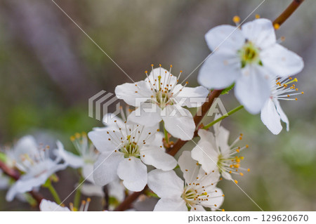 Spring blossom background. Beautiful nature scene with blooming. Spring flowers in orchard. Abstract blurred background. Spring blossom background. Beautiful nature scene with blooming. Spring flowers in orchard. Abstract blurred background. 129620670