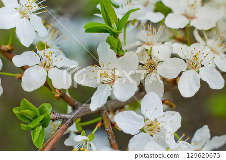 Spring blossom background. Beautiful nature scene with blooming. Spring flowers in orchard. Abstract blurred background. Spring blossom background. Beautiful nature scene with blooming. Spring flowers in orchard. Abstract blurred background. 129620673