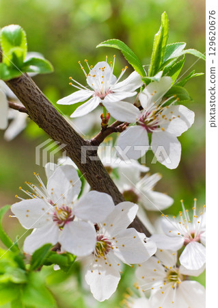 Spring blossom background. Beautiful nature scene with blooming. Spring flowers in orchard. Abstract blurred background. Spring blossom background. Beautiful nature scene with blooming. Spring flowers in orchard. Abstract blurred background. 129620676