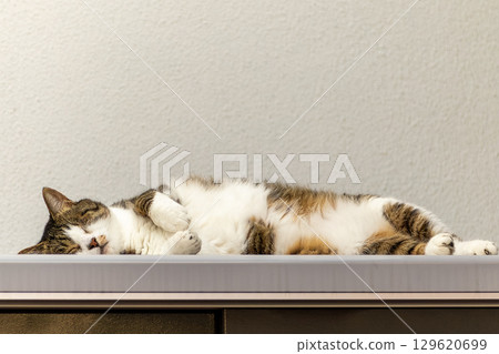 Stray cat 129620699