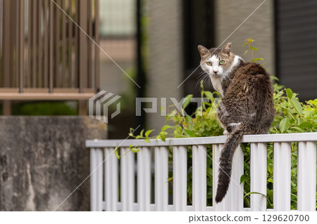 Stray cat Stray cat 129620700