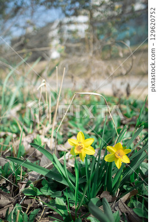 Yellow daffodils 129620752