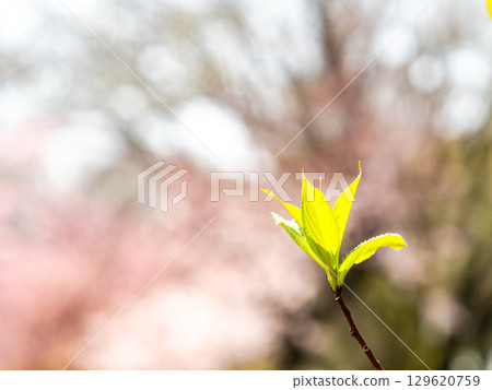 Young leaves shining in the spring sunshine against a backdrop of cherry blossoms in full bloom 129620759