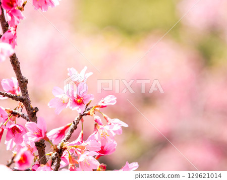 河津櫻花宣布春天的到來 河津櫻花宣布春天的到來 129621014