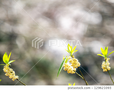 Spring scenery full of life Beautiful young leaves and flowers of Aomoji 129621093