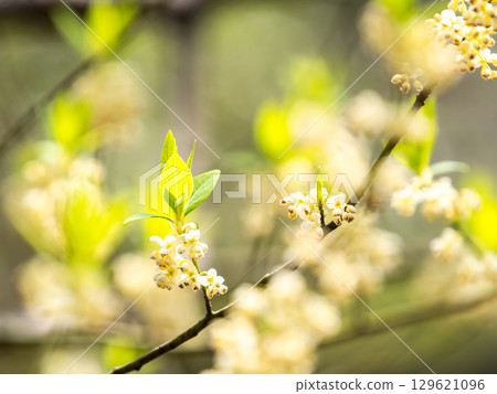 Spring scenery full of life Beautiful young leaves and flowers of Aomoji 129621096
