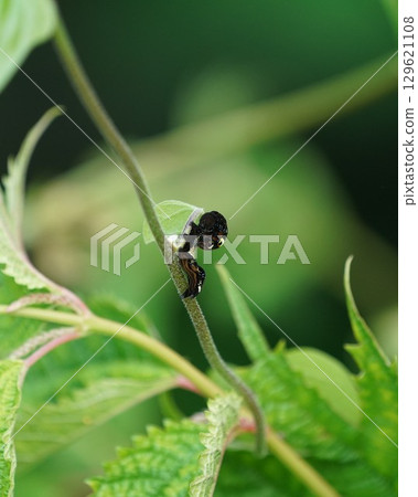 Larvae of Akebikonoha Larvae of Akebikonoha 129621108