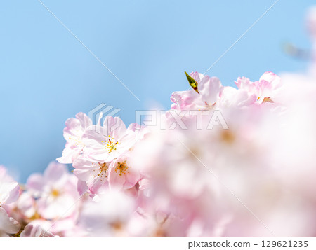 淡粉紅色的神代曙光花花在春日陽光下盛開 129621235