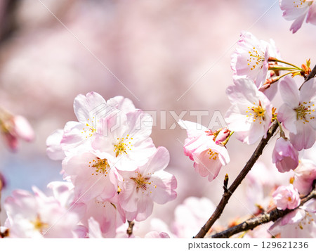 淡粉紅色的神代曙光花花在春日陽光下盛開 淡粉紅色的神代曙光花花在春日陽光下盛開 129621236
