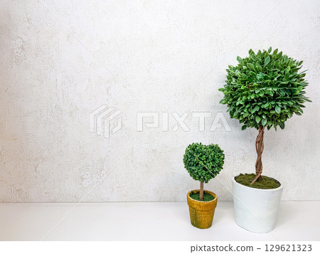 Plants lined up on a white wall Plants lined up on a white wall 129621323