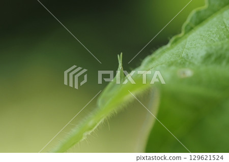 Grasshopper baby and morning glory leaves Grasshopper baby and morning glory leaves 129621524