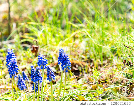 Blue Muscari Flower 129621633
