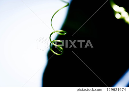 Evening glory vine ~Summer day~ 129621674