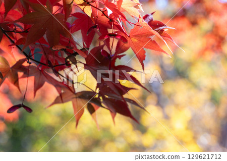 Signs of autumn and gradation of autumn leaves Signs of autumn and gradation of autumn leaves 129621712