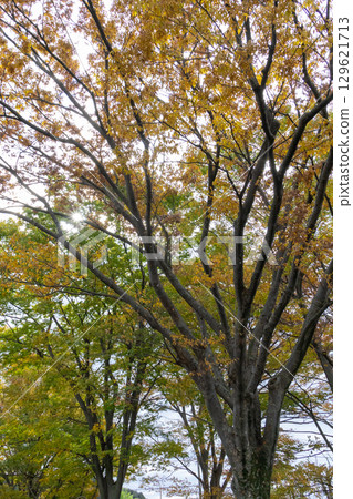 A big tree of Zelkowa foliage A big tree of Zelkowa foliage 129621713