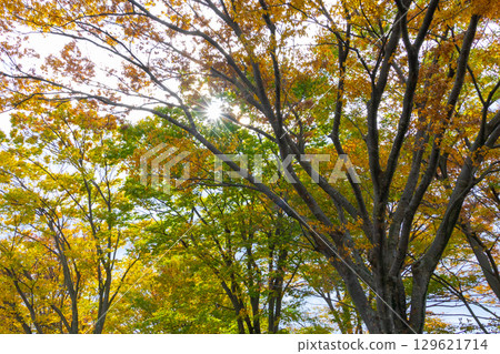 A big tree of Zelkowa foliage A big tree of Zelkowa foliage 129621714
