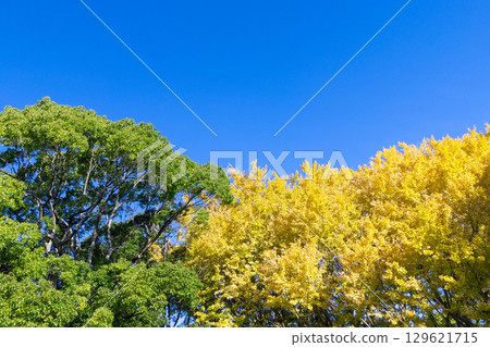 A ginkgo tree with yellow leaves that stands out against the blue sky A ginkgo tree with yellow leaves that stands out against the blue sky 129621715