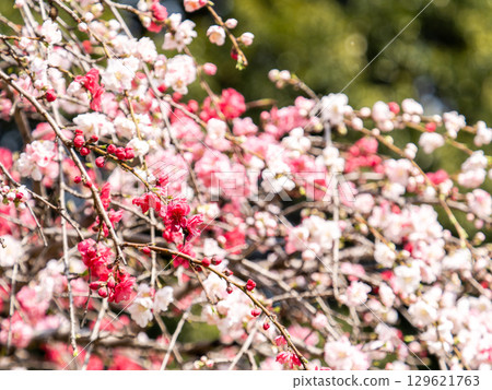 Spring season, beautiful peach flowers in full bloom, Genpei Saki Spring season, beautiful peach flowers in full bloom, Genpei Saki 129621763