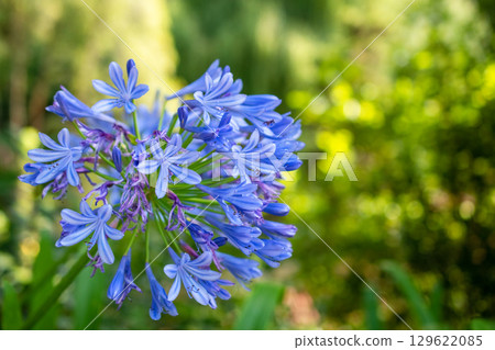 Vibrant Cluster of Blue Agapanthus Flowers in Bloom Vibrant Cluster of Blue Agapanthus Flowers in Bloom 129622085