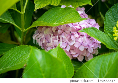 Close-up of a beautiful pink hydrangea flower with soft, pastel tones and delicate petals. 129622247