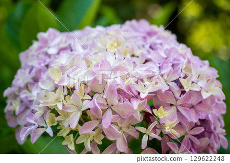 Close-up of a Hydrangea Flower with Soft Pink and Cream Petals 129622248