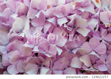 Close-up of a vibrant pink hydrangea flower surrounded by green leaves Close-up of a vibrant pink hydrangea flower surrounded by green leaves 129622257