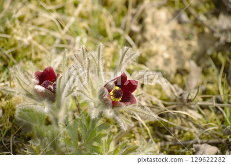 Okinagusa Okinagusa 129622282