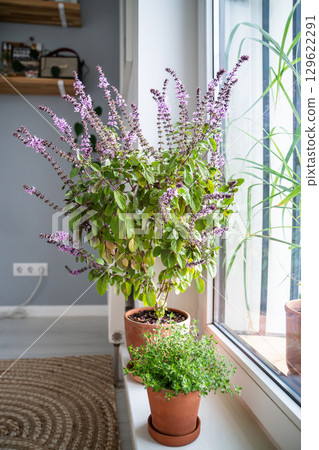 Blooming thai Basil and thyme in clay pots on windowsill at home. Cultivation homegrown spicy herbs Blooming thai Basil and thyme in clay pots on windowsill at home. Cultivation homegrown spicy herbs 129622291