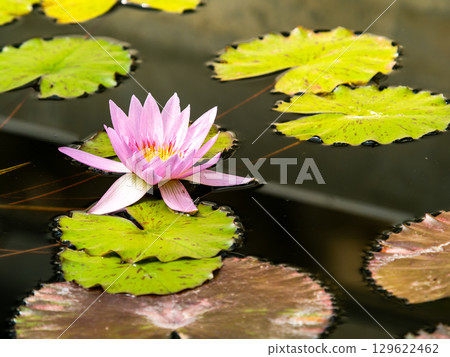 Beautiful, colorful tropical water lilies decorate the waterside Beautiful, colorful tropical water lilies decorate the waterside 129622462