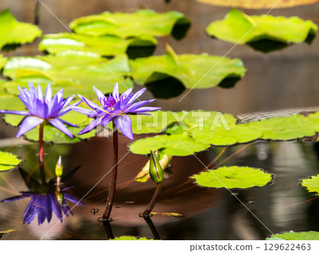 美麗多彩的熱帶睡蓮裝飾著水邊 129622463