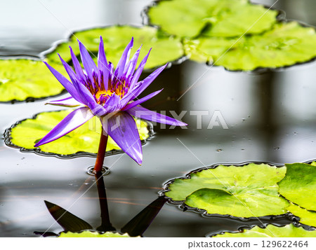 Beautiful, colorful tropical water lilies decorate the waterside Beautiful, colorful tropical water lilies decorate the waterside 129622464