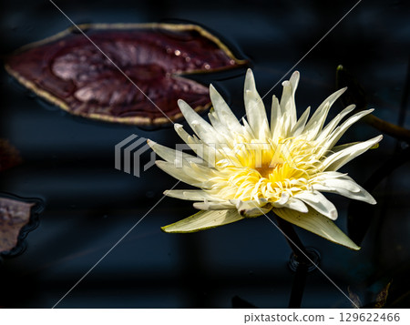 美麗多彩的熱帶睡蓮裝飾著水邊 美麗多彩的熱帶睡蓮裝飾著水邊 129622466