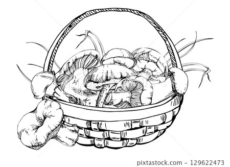 Basket of picked mushrooms, autumn forest harvest of bolete russula webcap milk-cap fungi, grass blades, vegan cooking edible raw ingredient. Illustration hand drawn in vector ink. Wild food market 129622473