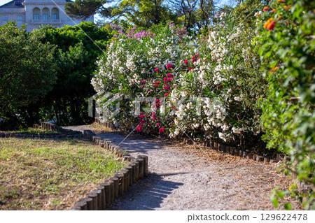 Pathway through a blooming garden under sunlight 129622478