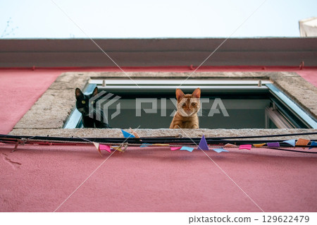 Two cats looking out of a window Two cats looking out of a window 129622479