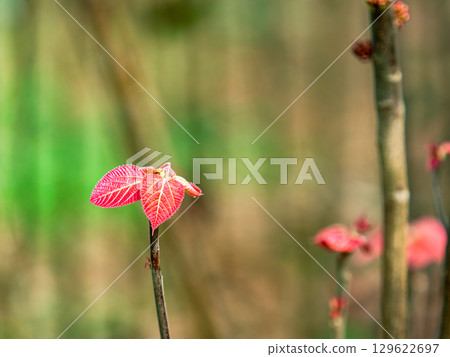 Spring in the woods: Beautiful young leaves bathed in the spring sunshine Spring in the woods: Beautiful young leaves bathed in the spring sunshine 129622697