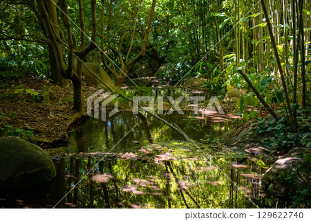 Serene Stream Flowing Through a Lush Forest Serene Stream Flowing Through a Lush Forest 129622740