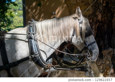 Close-up of a White Horse in Harness 129622857