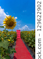 Sunflowers in August and Ohmi Railway 129622902