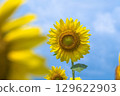 Sunflowers in August and Ohmi Railway 129622903