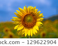 Sunflowers in August and Ohmi Railway 129622904