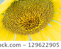 Sunflowers in August and Ohmi Railway 129622905