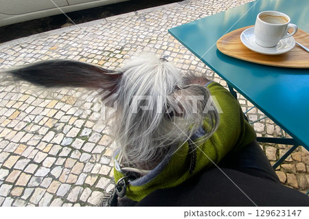 Dog in Outdoor Cafe Selfie Dog in Outdoor Cafe Selfie 129623147