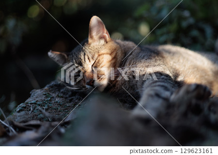 一隻棕色虎斑流浪貓在夕陽下舒服地睡覺 一隻棕色虎斑流浪貓在夕陽下舒服地睡覺 129623161